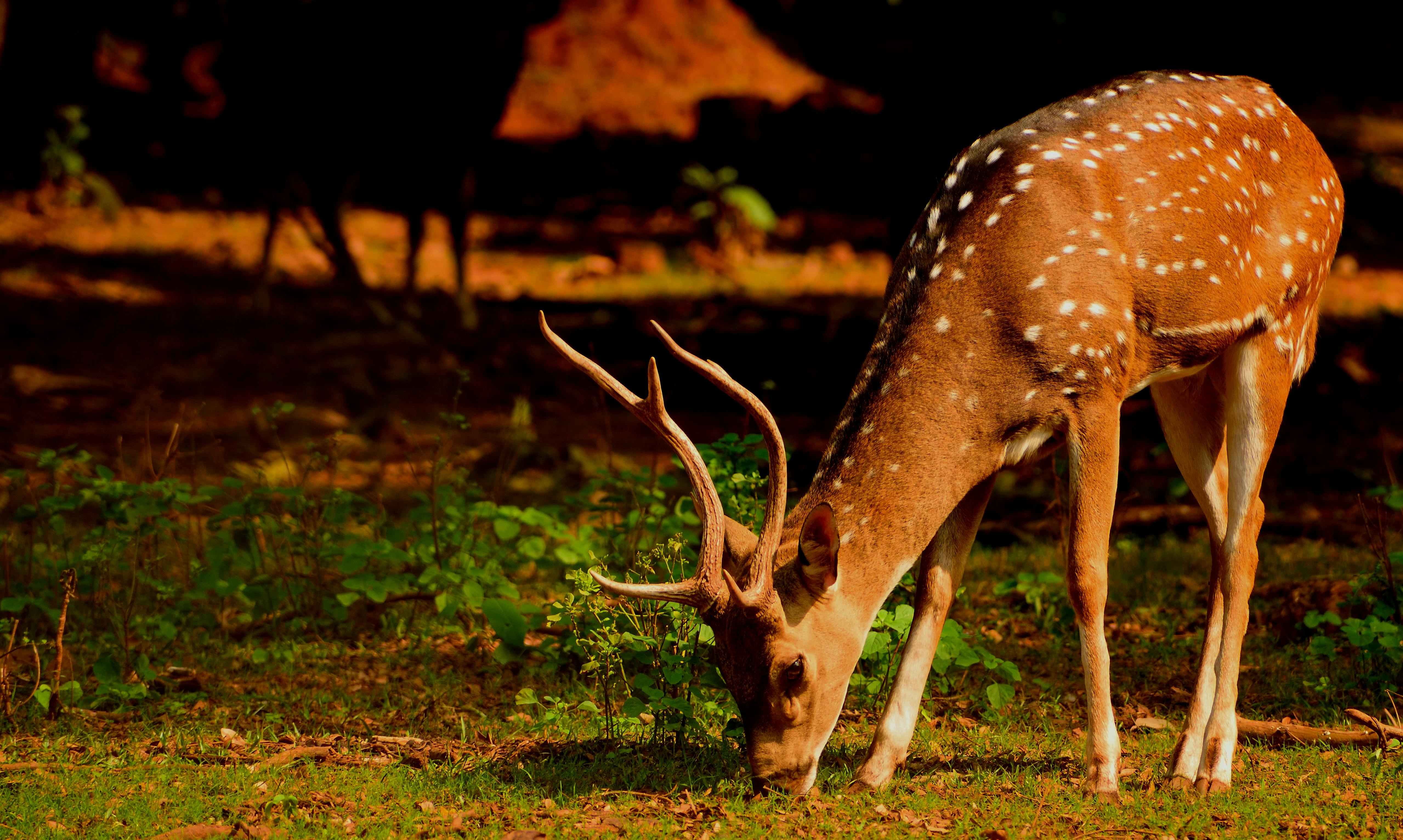 Spotted Deer
